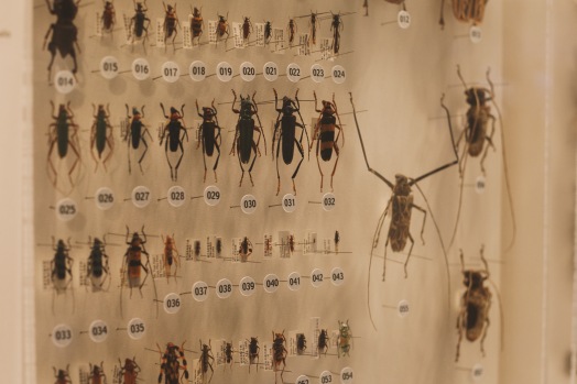 La partie Insectes du Musée