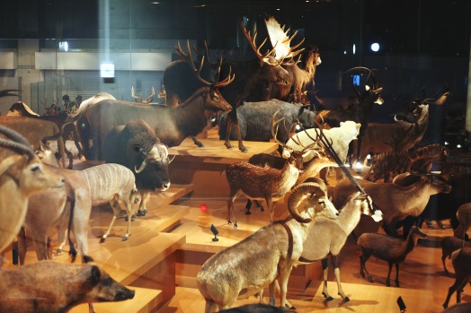 Nombreuses espèces animales empaillées au Musée de la Science et de la Nature