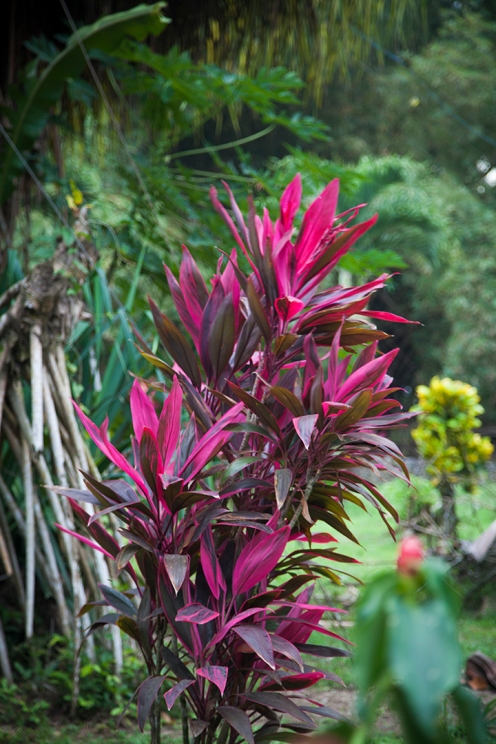 costa-rica-julia-laffaille-focusaventure-cahuita-fleur-flore